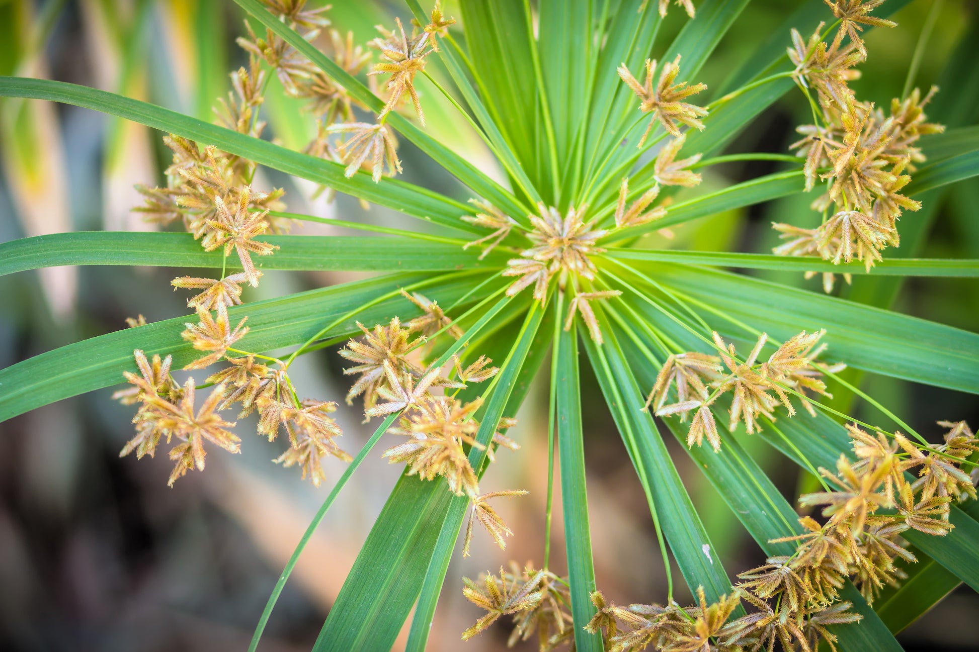 umbrella palm plants for sale 50 UMBRELLA PALM TREE Cyperus Involucratus Papayrus Sedge Seeds