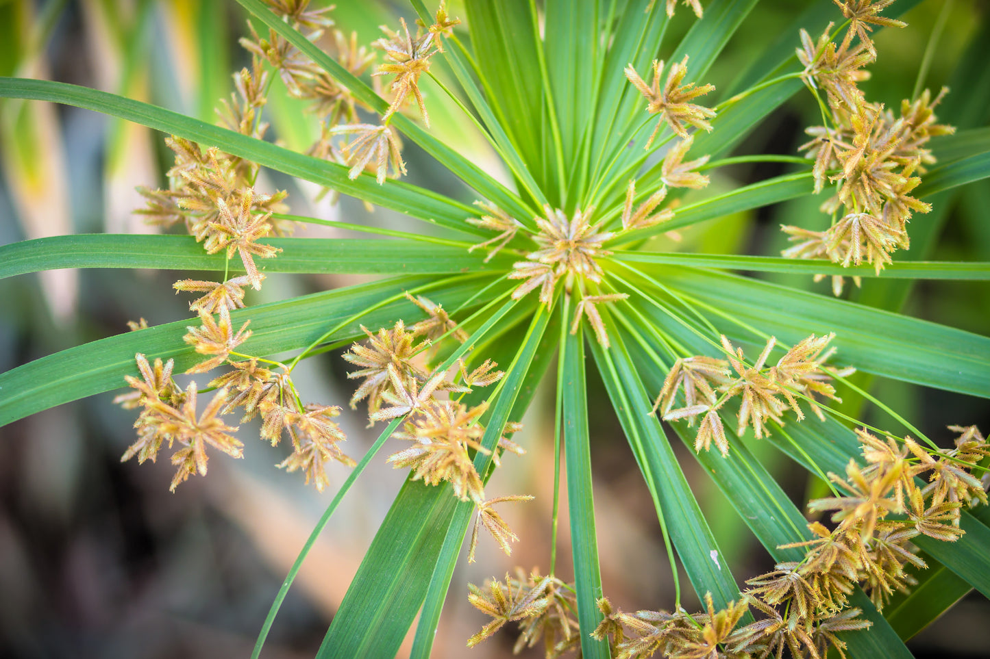 50 UMBRELLA PALM TREE Cyperus Involucratus Papayrus Sedge Seeds