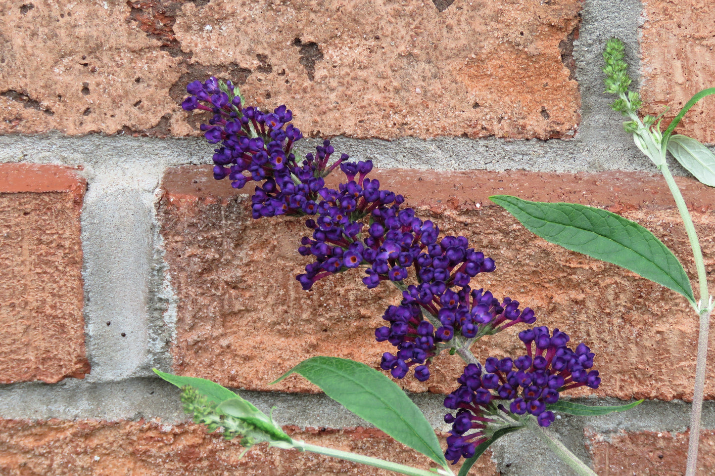 50 Dark PURPLE BUTTERFLY BUSH Buddleia Davidii Hummingbird Shrub Fragrant Flower Seeds