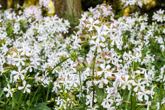 50 WHITE ROCK SOAPWORT Saponaria Vaccaria Alba Flower Seeds