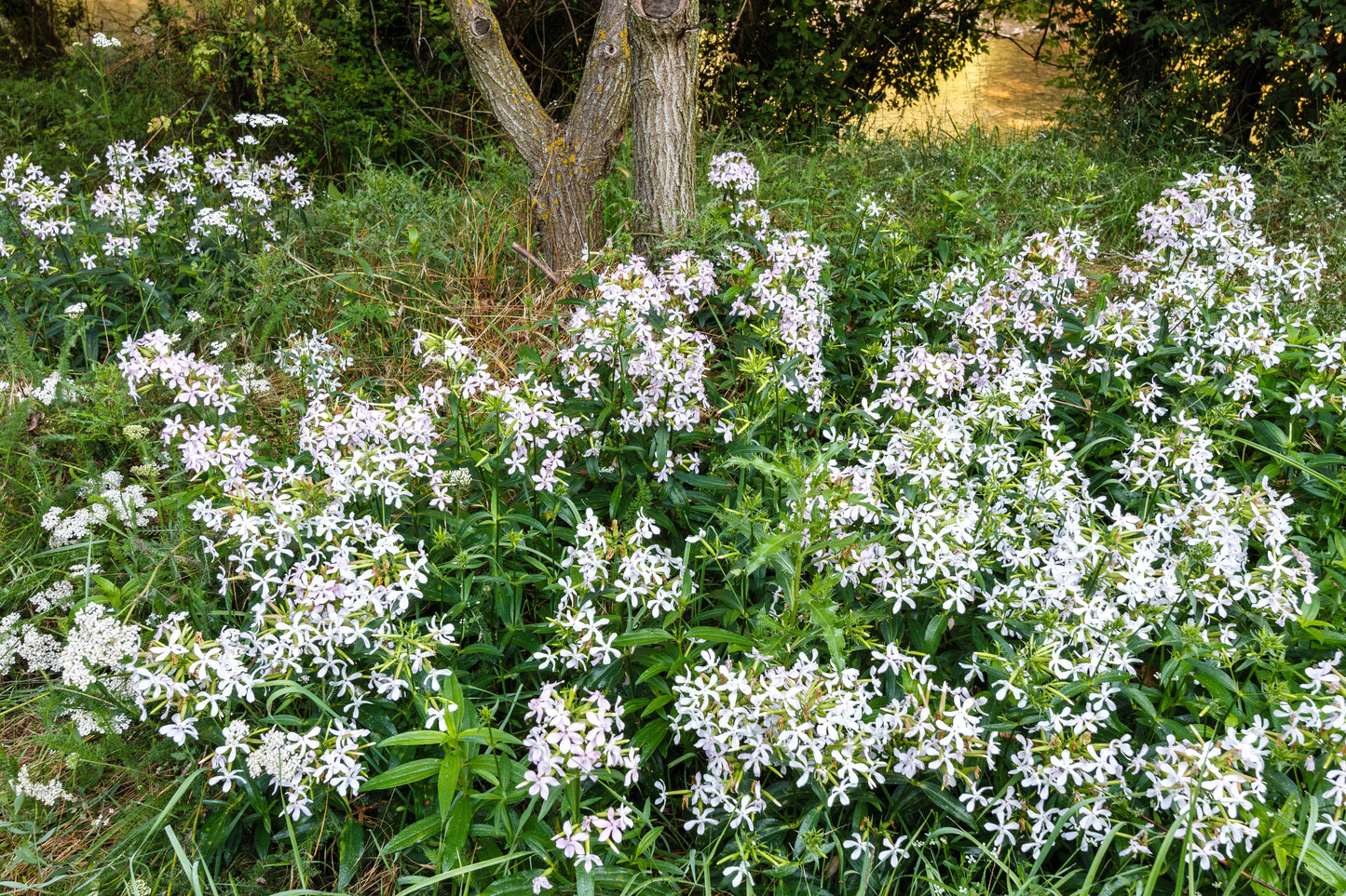 50 WHITE ROCK SOAPWORT Saponaria Vaccaria Alba Flower Seeds