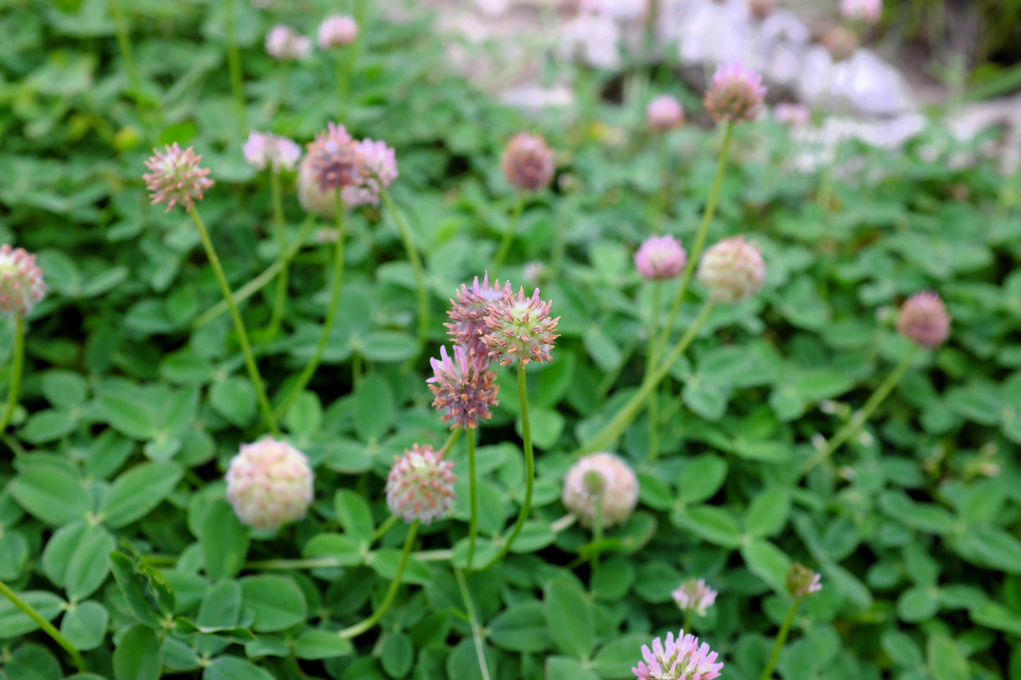 300 STRAWBERRY HEADED CLOVER Palestine Trifolium Fragiferum Pink Flower Seeds