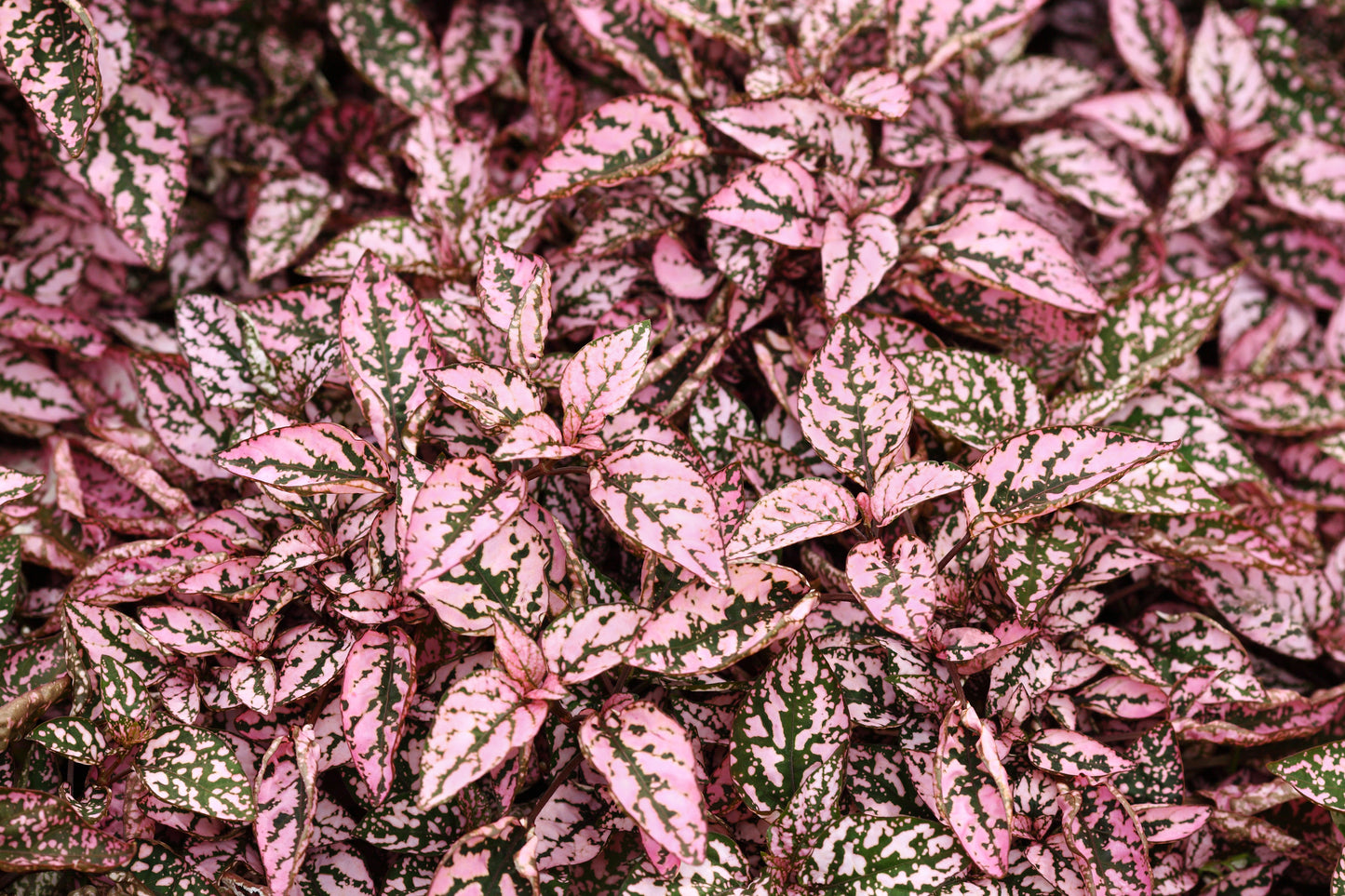 10 Dwarf PINK POLKA DOT PLANT Splash Select Hypoestes Phyllostachya Flower Houseplant Seeds