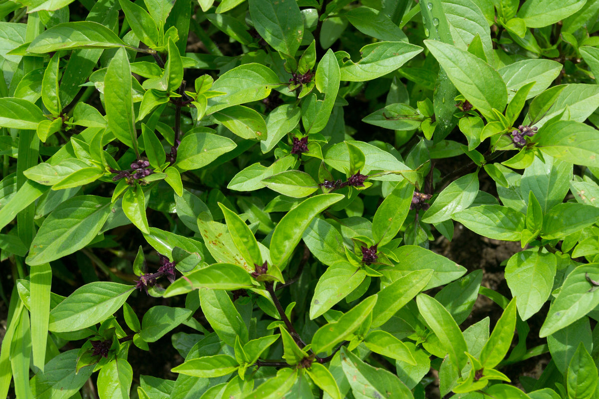 1000 LICORICE BASIL Ocimum Basilicum HERB Flower Seeds