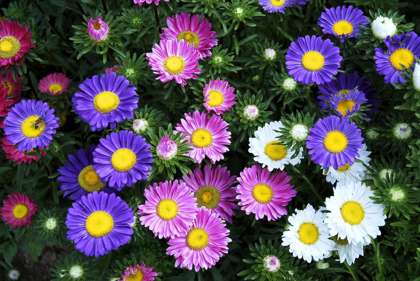 250 MIXED Colors CHINA ASTER Callistephus Chinensis Flower Seeds