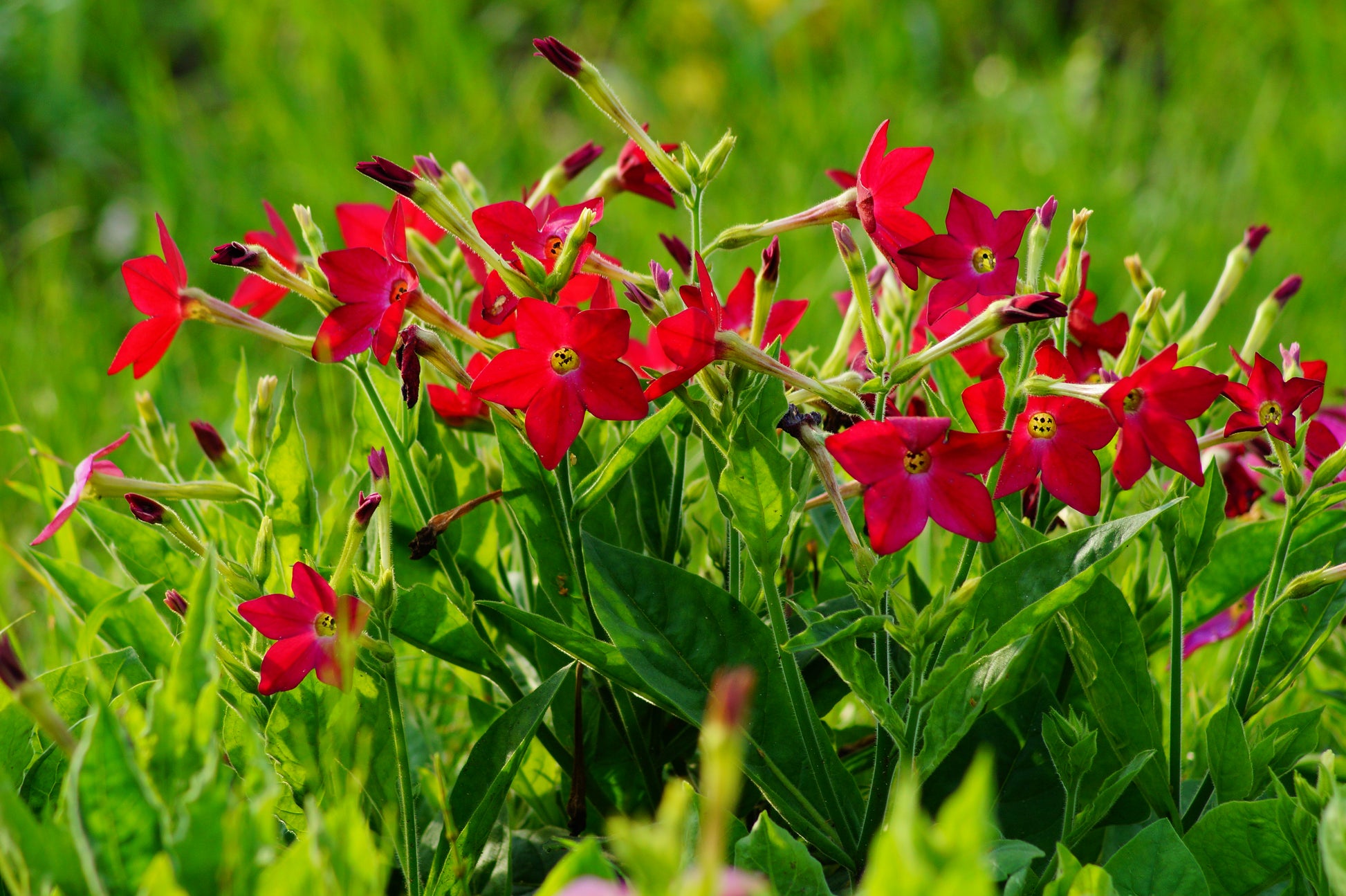 red tobacco plant Goose Creek Red, Seed Cherry Red Tobacco is known for its light green leaves Annual Red Flowering Tobacco Plants