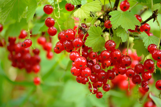 20 Red WAX CURRANT Edible Fruit Berries Pink Flowers Shrub Ribes Cereum Seeds