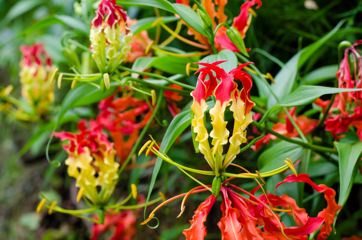 10 RED GLORIOSA LILY Flame Lily Gloriosa Superba Red & Yellow Flower Vine Seeds