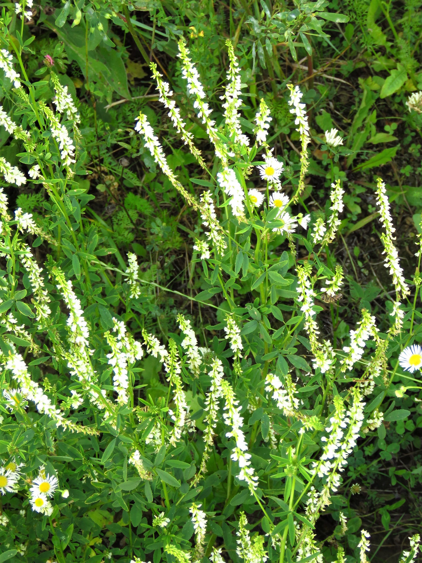 1500 WHITE Blossom SWEET CLOVER Melilotus Officinalis Alba Albus Sweetclover Honey Clover Flower Seeds