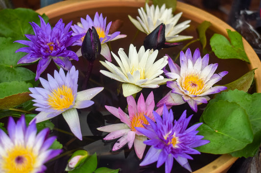 5 BOWL LOTUS Mixed Colors Dwarf Nelumbo Nucifera Aquatic Flower Seeds