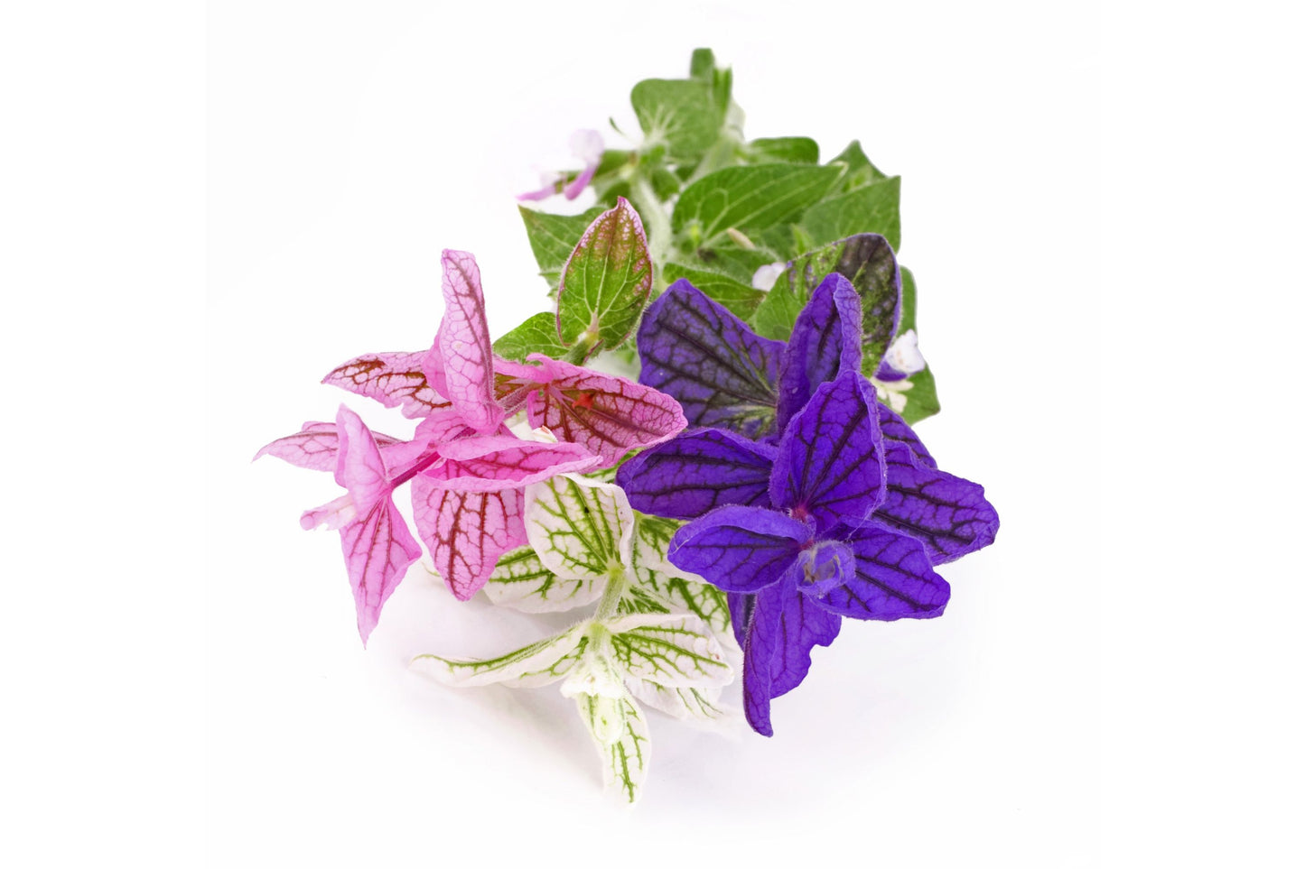 75 TRICOLOR CLARY SAGE Mix Blue Pink White Salvia Viridis Horminum Herb Flower Seeds