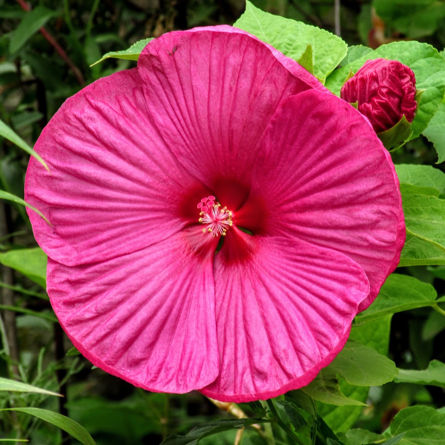 25 Grenache Vintage Hot PINK HARDY HIBISCUS Hibiscus Moscheutos Flower Seeds