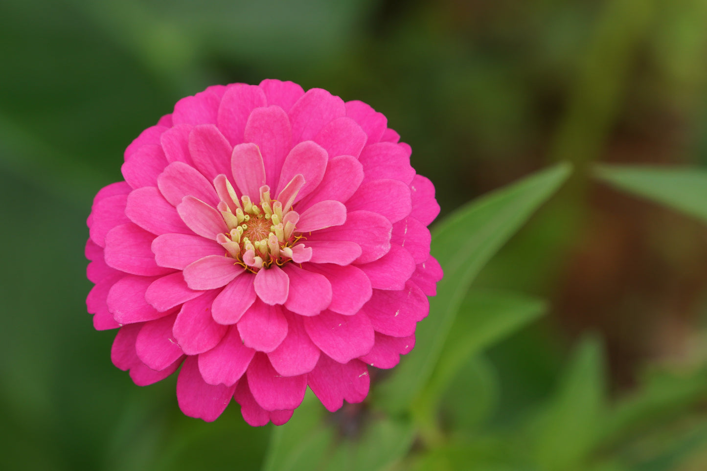 250 LUMINOSA PINK ZINNIA Elegans Flower Seeds