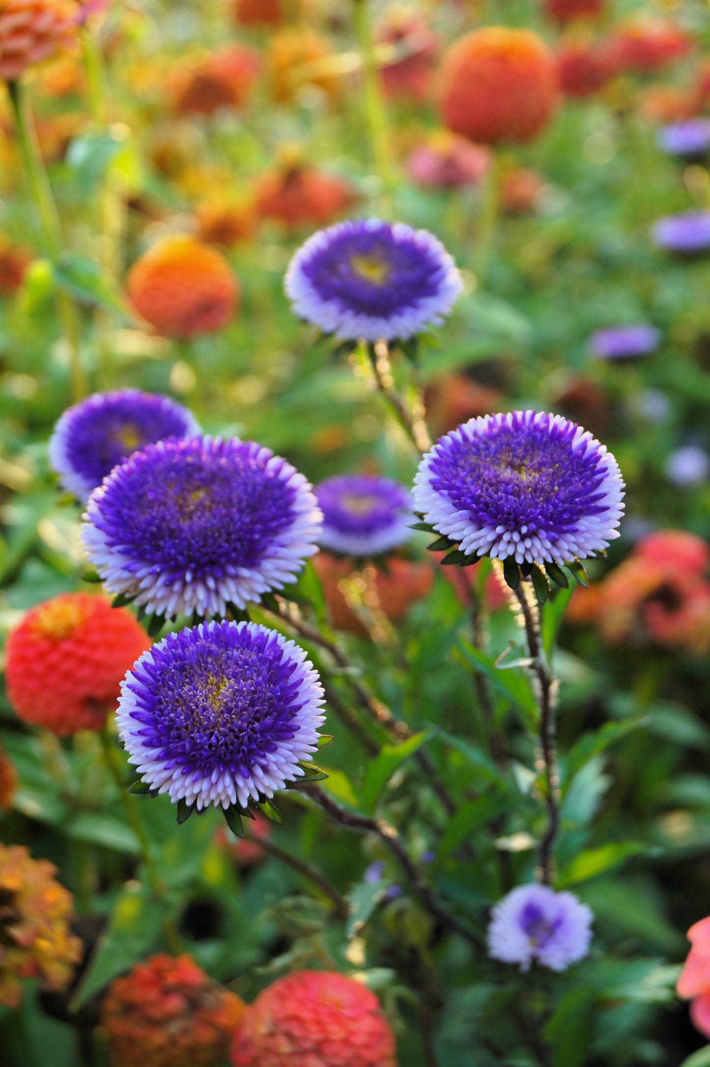 50 BLUE MOON ASTER Callistephus Pompon Double Flower Seeds