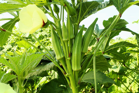 300 CLEMSON Spineless GREEN OKRA Abelmoscgus Esculentus Vegetable Seeds