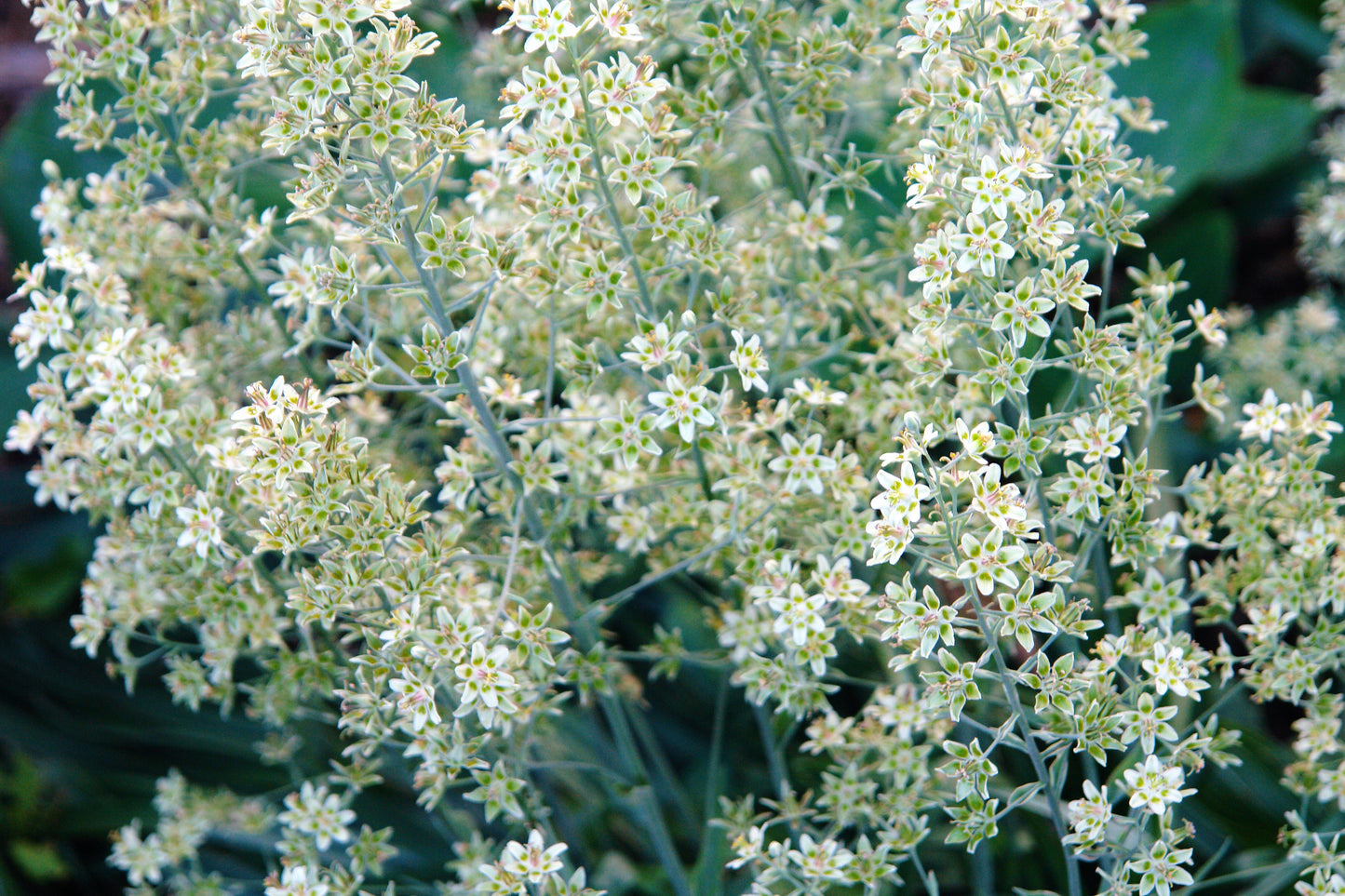 100 WHITE CAMAS Anticlea Elegans Zigadenus Camass Alkali Native Flower Seeds