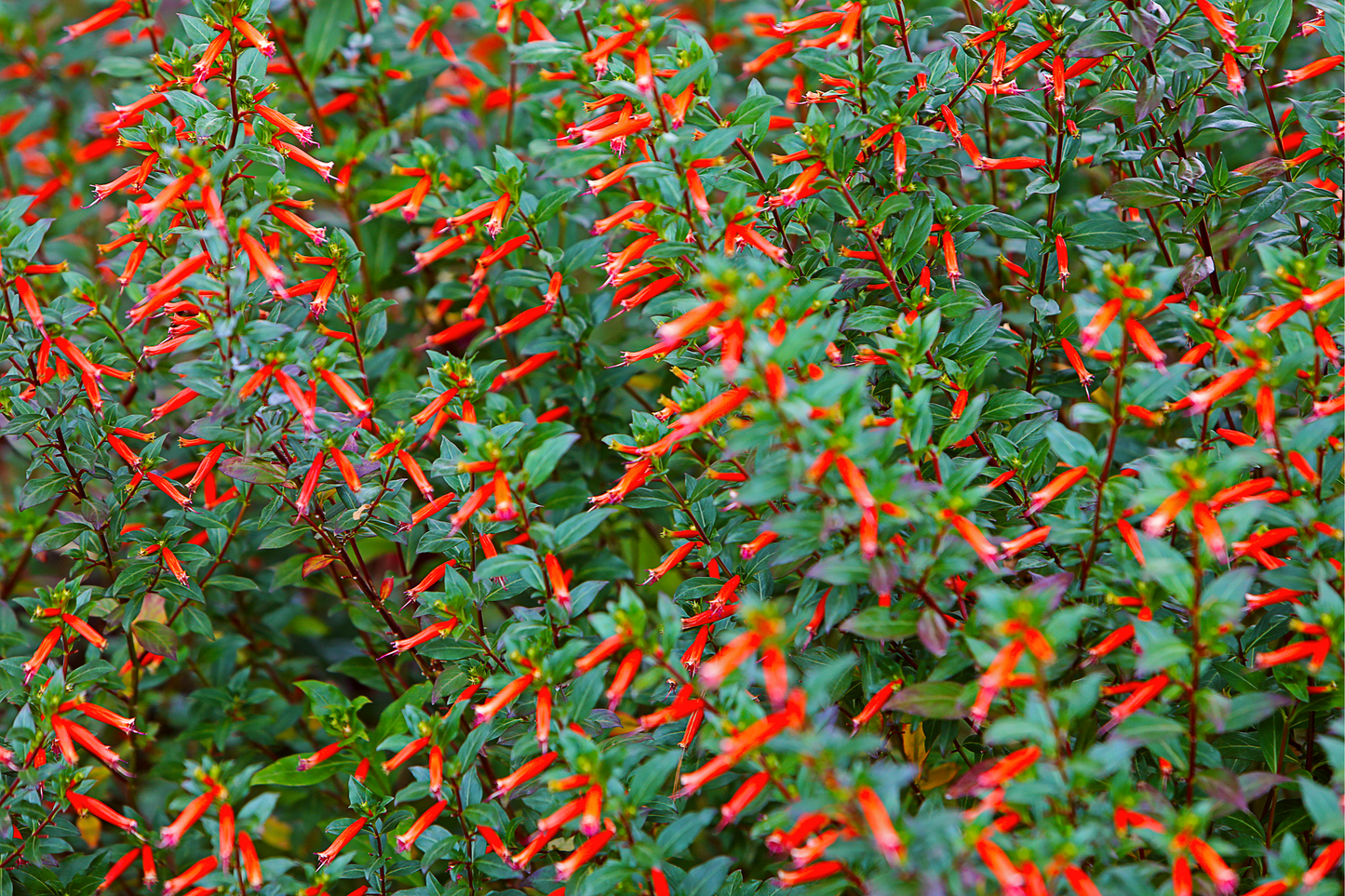 10 MIXED CIGAR PLANT Cuphea Ignea Red Pink White Firecracker Flower Seeds