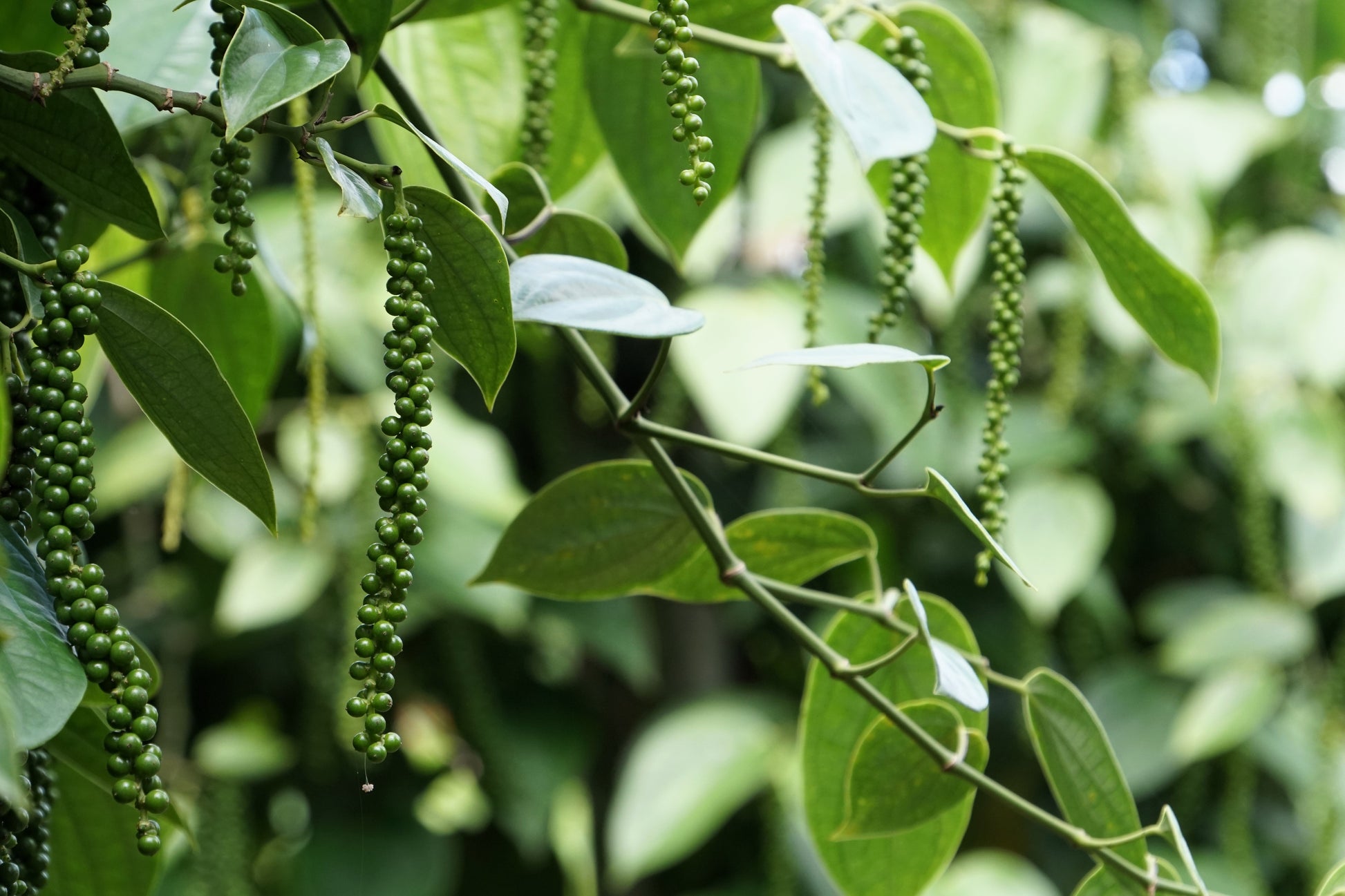 where to buy black pepper seeds for planting 25 BLACK PEPPERCORN Black Pepper Piper Nigrum Spice Vine Seeds