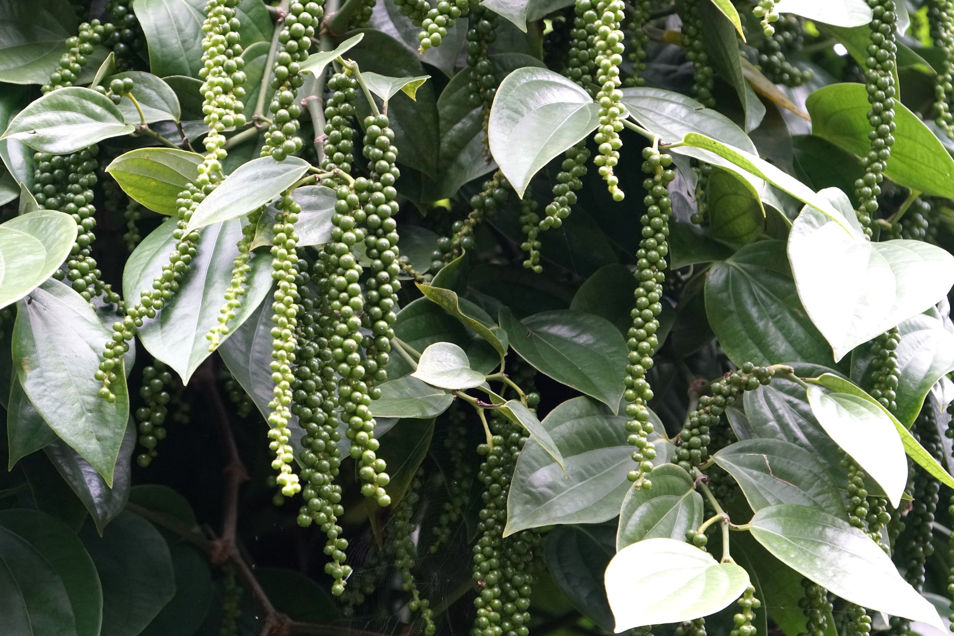 plant black pepper seeds 25 BLACK PEPPERCORN Black Pepper Piper Nigrum Spice Vine Seeds