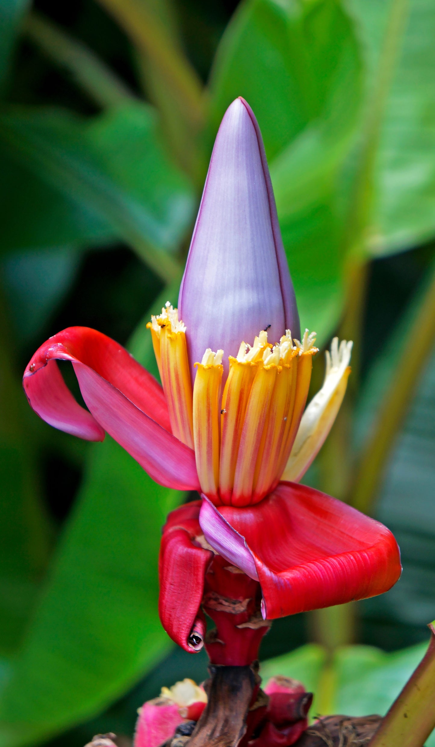 5 DWARF PINK BANANA Velvet Musa Velutina Flowering Fruit Tree Seeds