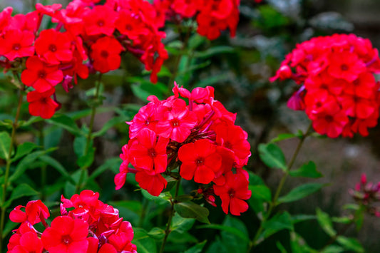 800 RED DRUMMOND PHLOX (Texas Pride) Phlox Drummondii Flower Seeds