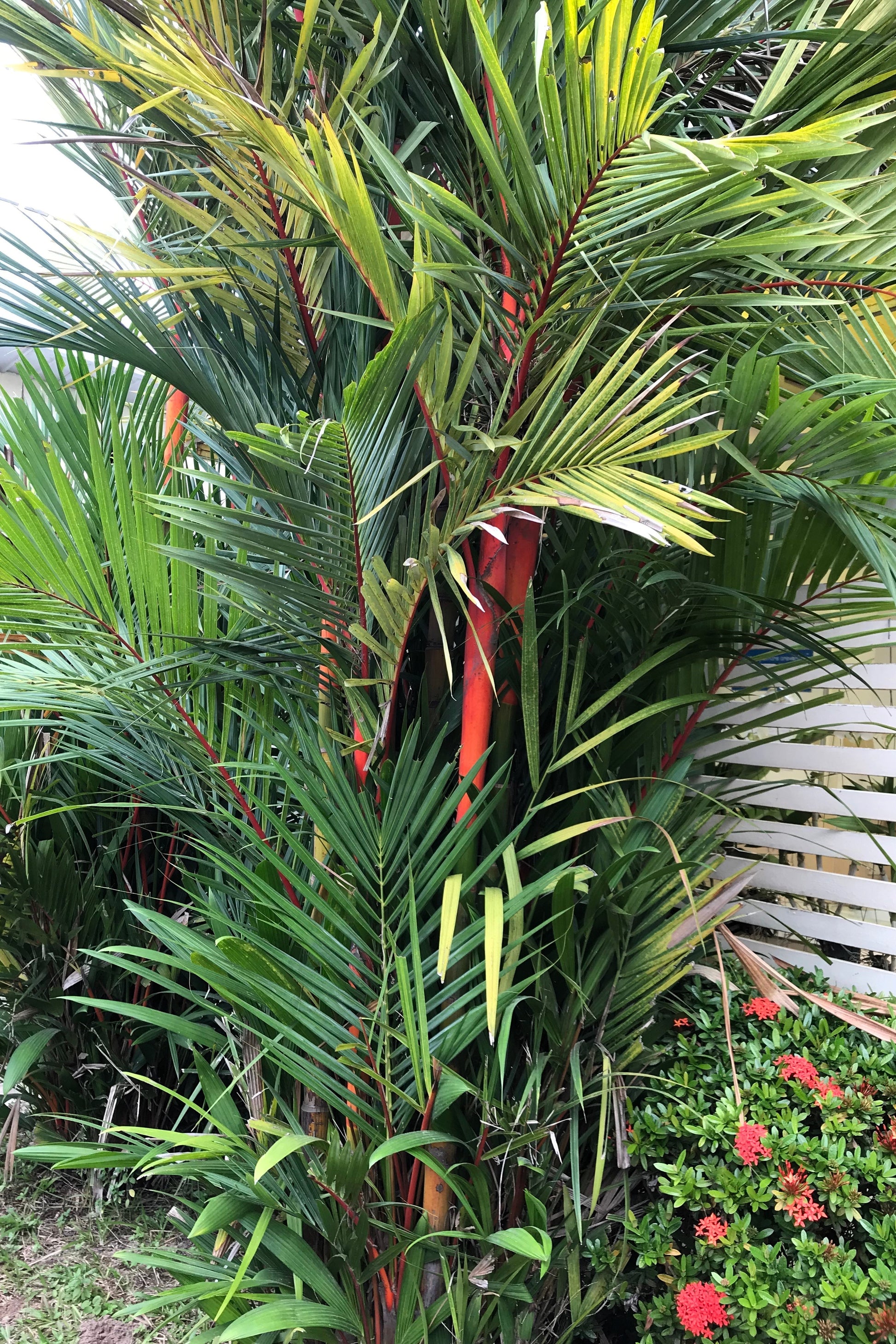 maroon palm plant 10 Red LIPSTICK PALM Sealing Wax Palm Cyrtostachys Renda Tree Housepla – Seedville USA