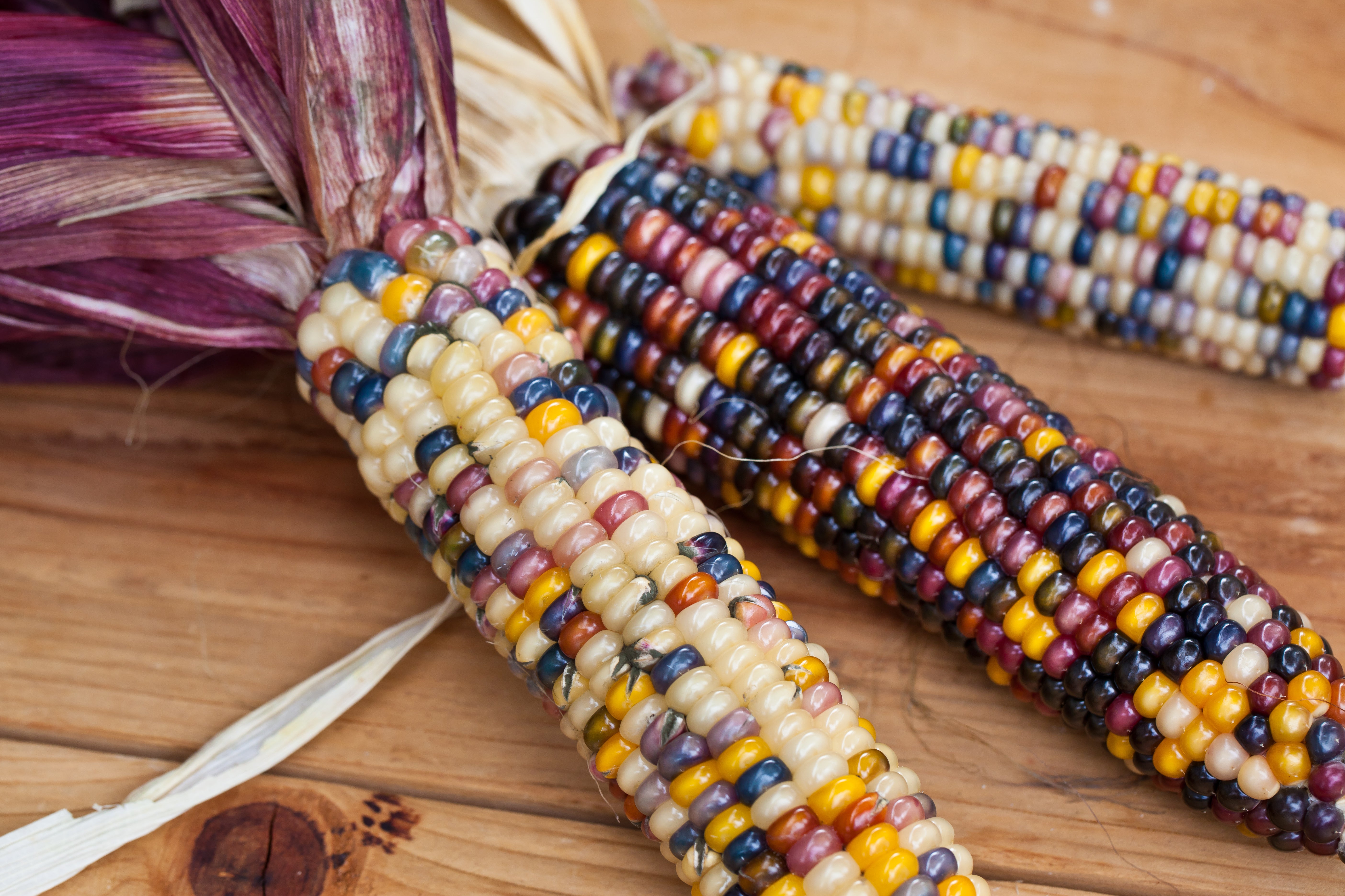 100 Ornamental INDIAN CORN WAMPUM Mixed Colors Zea Mays Vegetable