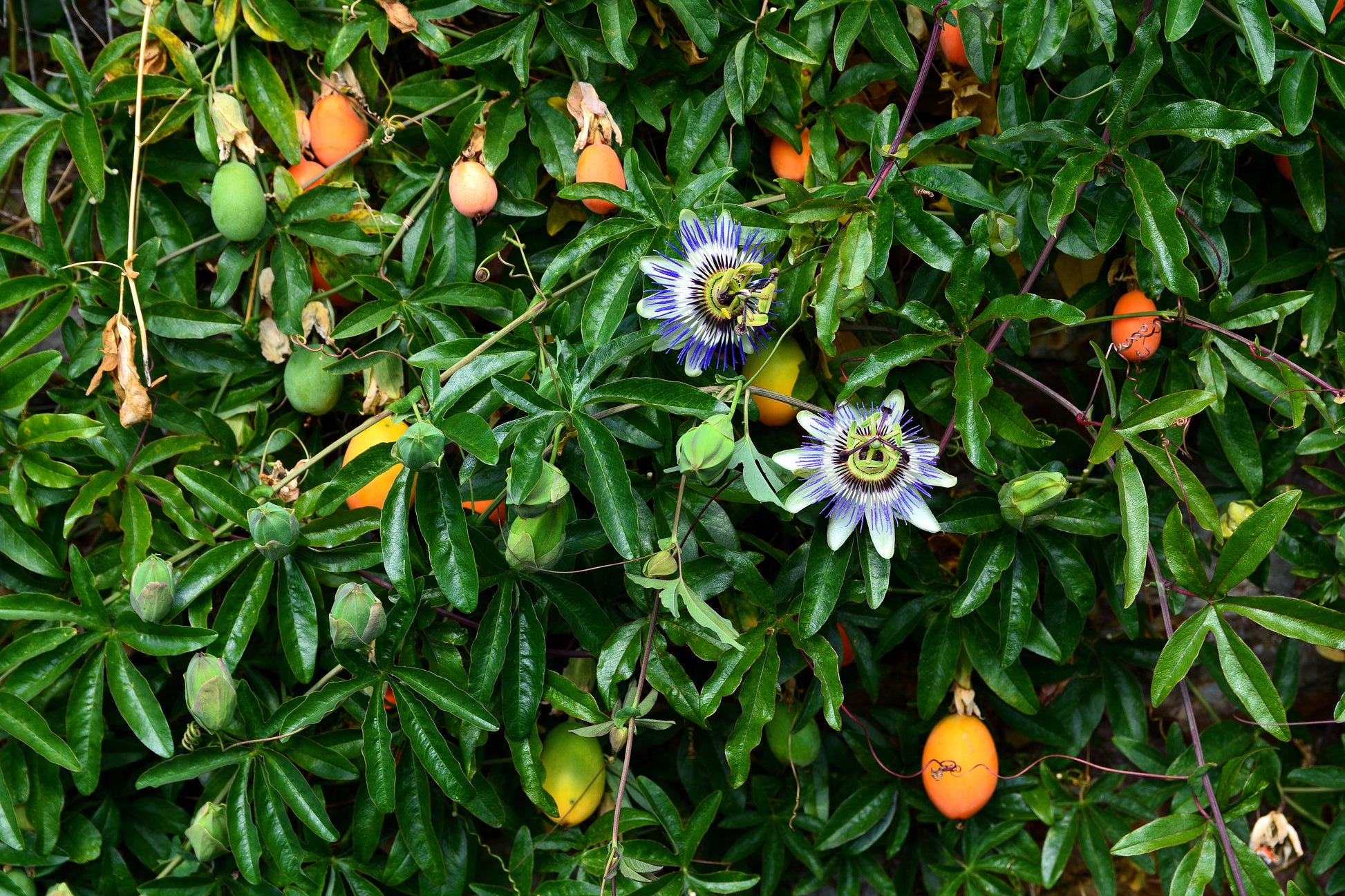 blue crown passion flower seeds 10 Blue Crown PASSION FLOWER / Passion FRUIT Passiflora Caerulea Orang – Seedville USA