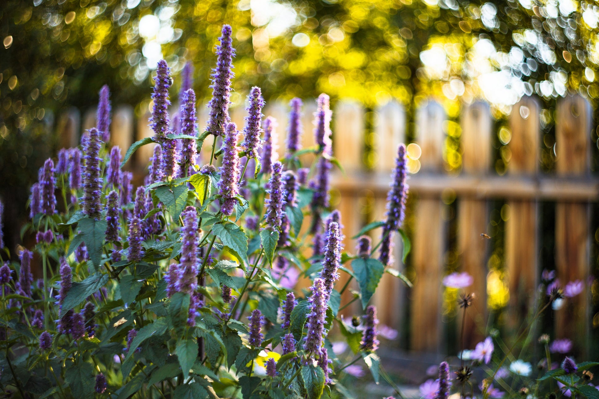 lavender hyssop plant 500 PURPLE ANISE HYSSOP (Licorice Mint / Blue Giant) Agastache Foenicu – Seedville USA