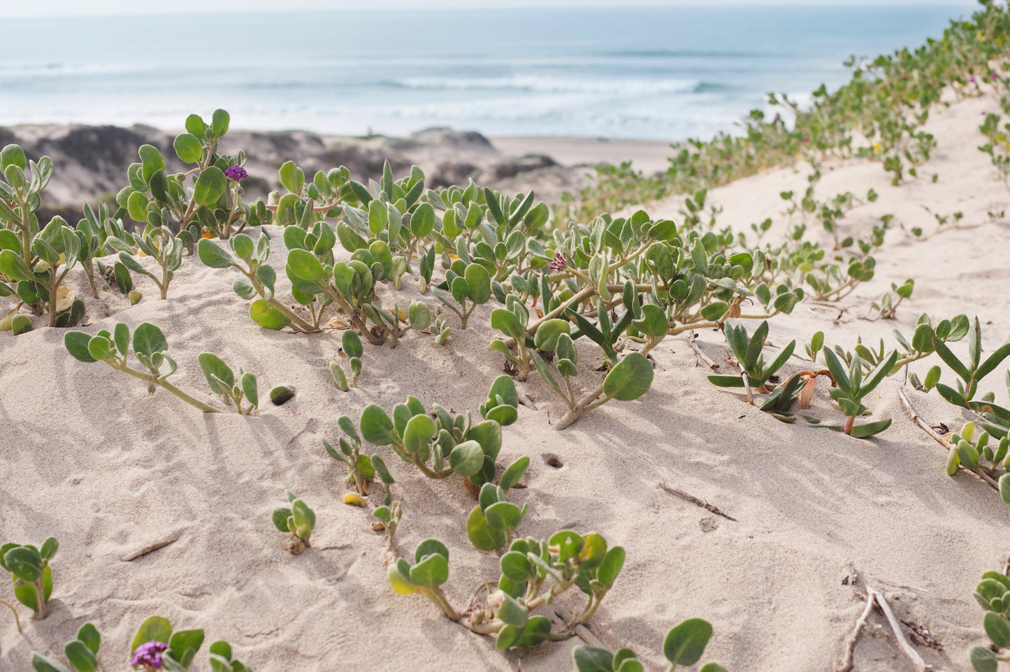 20 YELLOW SAND VERBENA Coastal Abronia Latifolia Arenaria Flower Seeds