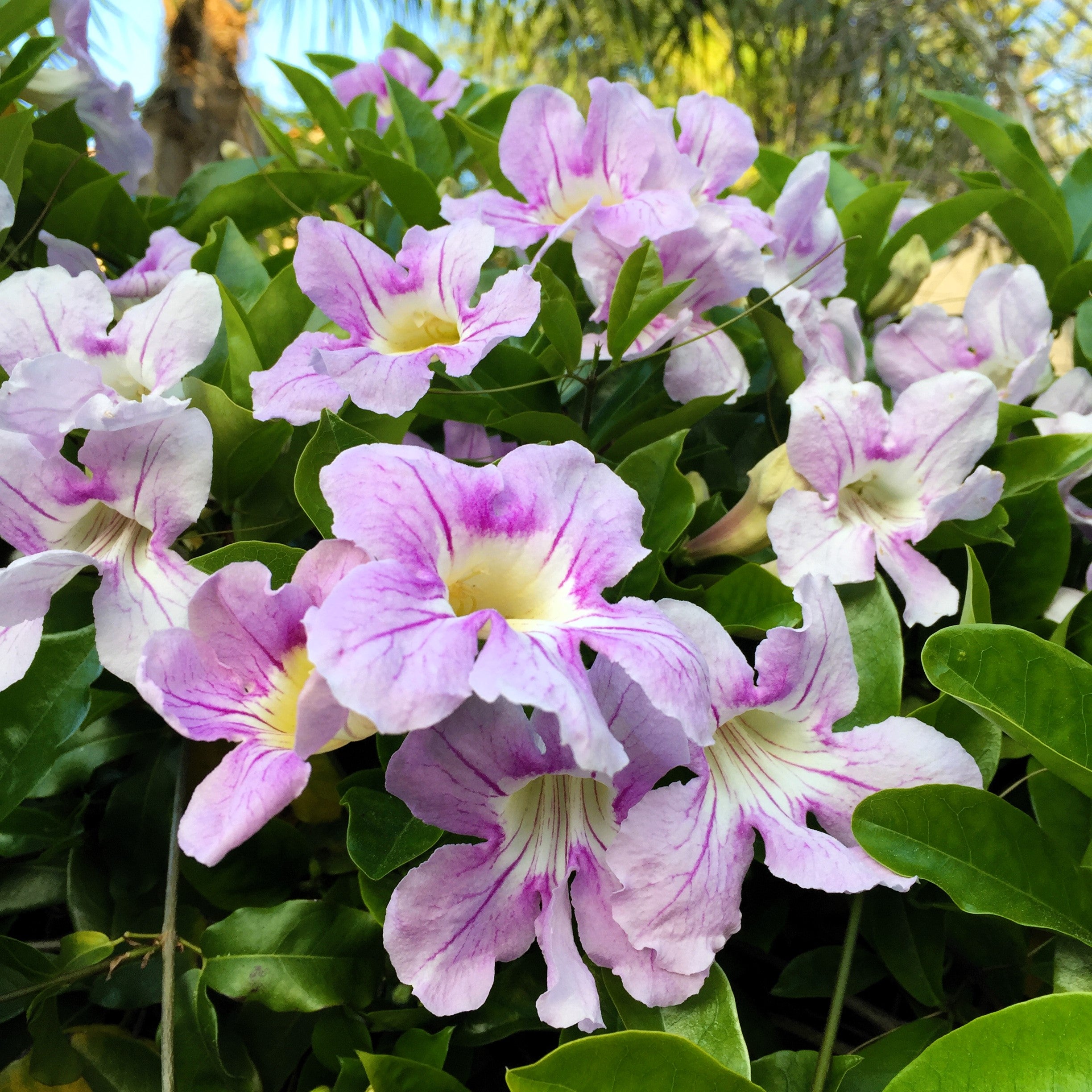 10 MIXED DRAGONSNAP VINE Asarina Scandens Climbing Snapdragon Pink