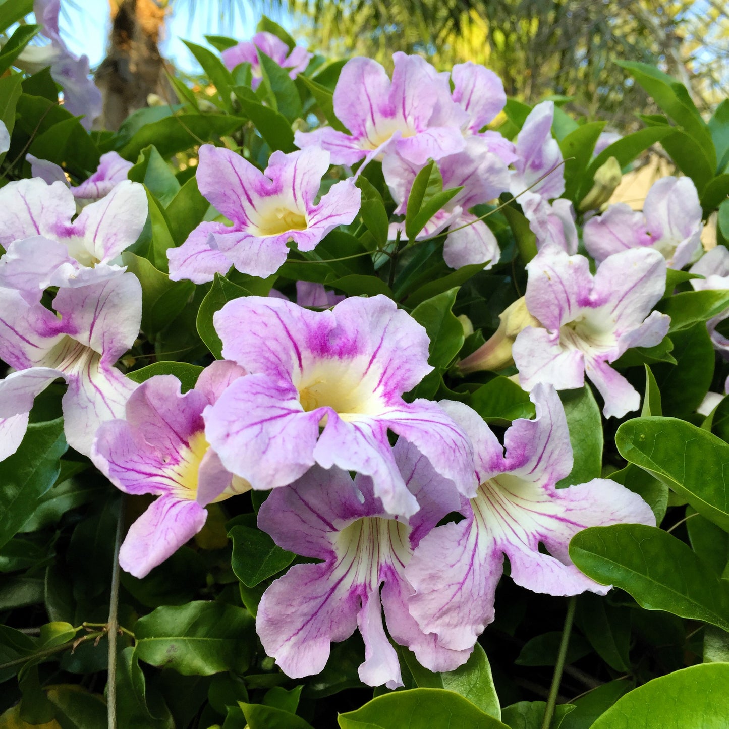 10 MIXED DRAGONSNAP VINE Asarina Scandens Climbing Snapdragon Pink Blue Red White Flower Seeds