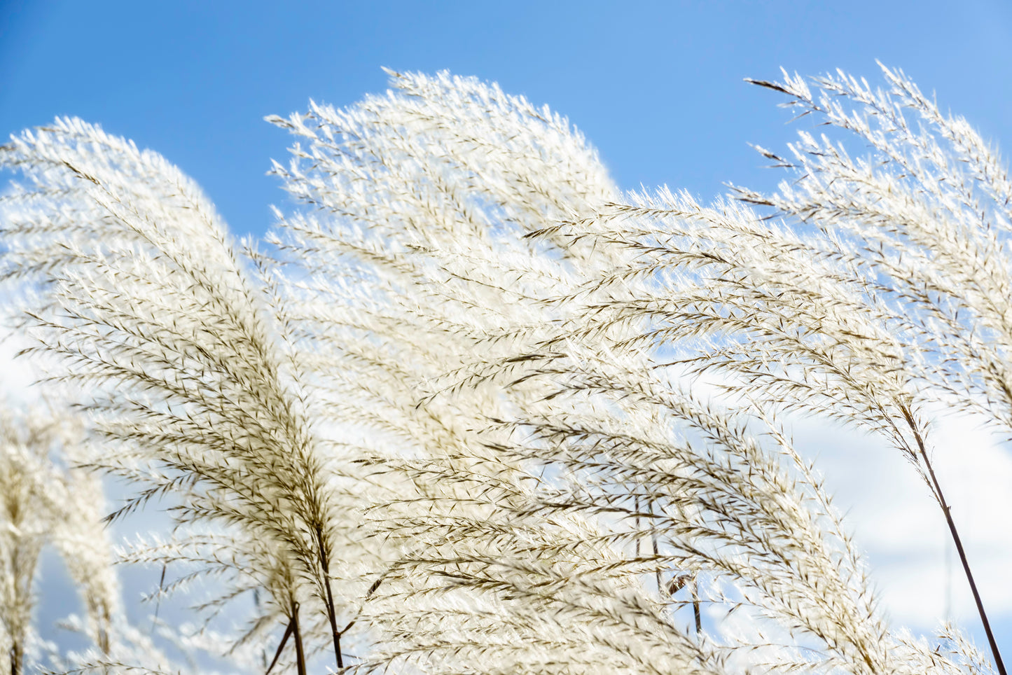 10 ZEBRA GRASS Variegated Maiden Grass Miscanthus Sinensis Zebrinus aka Chinese or Japanese Silver Grass / Plume Grass / Eulalia Seeds