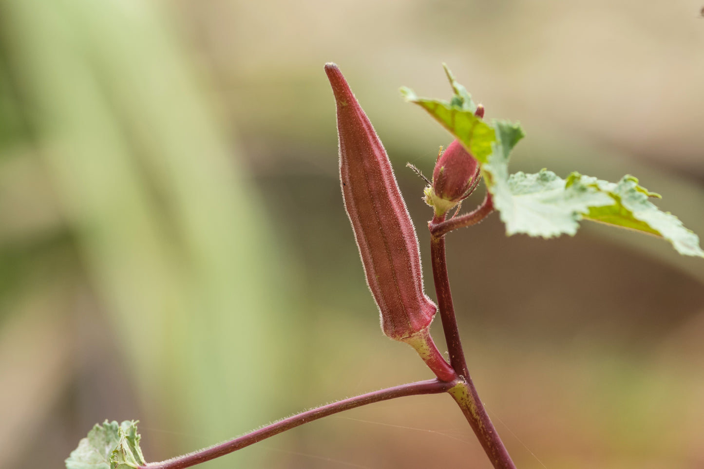 150 RED BURGUNDY OKRA Abelmoschus Esculentus Vegetable Seeds