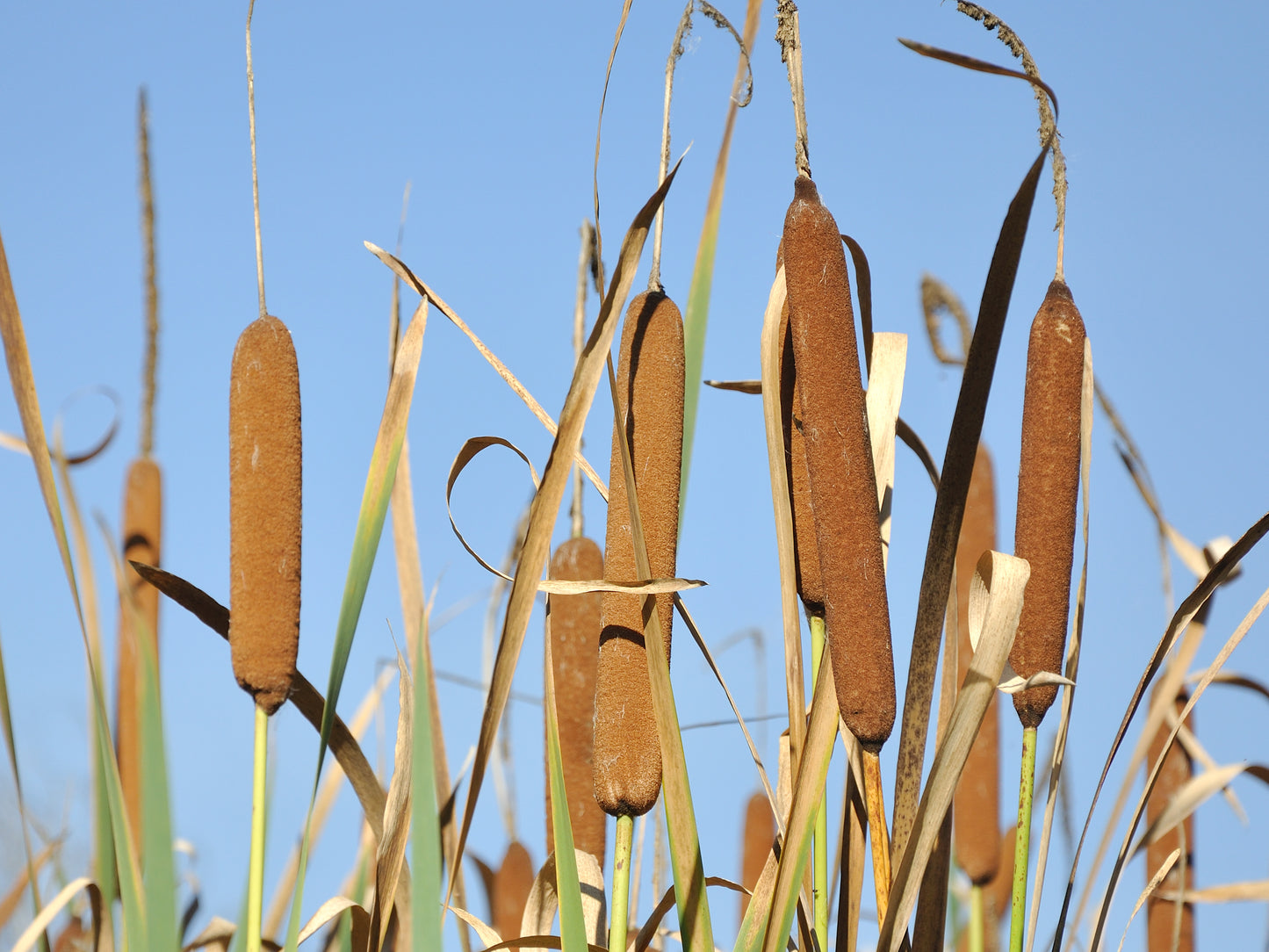 50 CATTAILS Cat Tails Typha Latifolia Water Pond Grass Flower Seeds