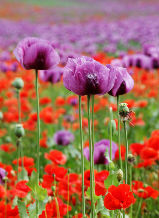1000 SINGLE LILAC POPPY Papaver Somniferum Purple Heirloom Flower Seeds