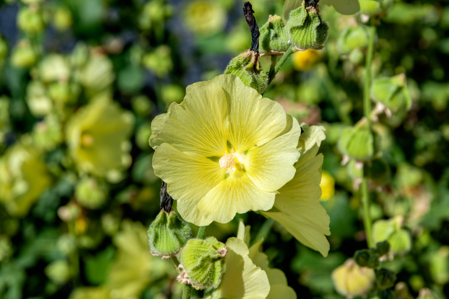 25 YELLOW HOLLYHOCK Alcea Rosea Flower Seeds Perennial