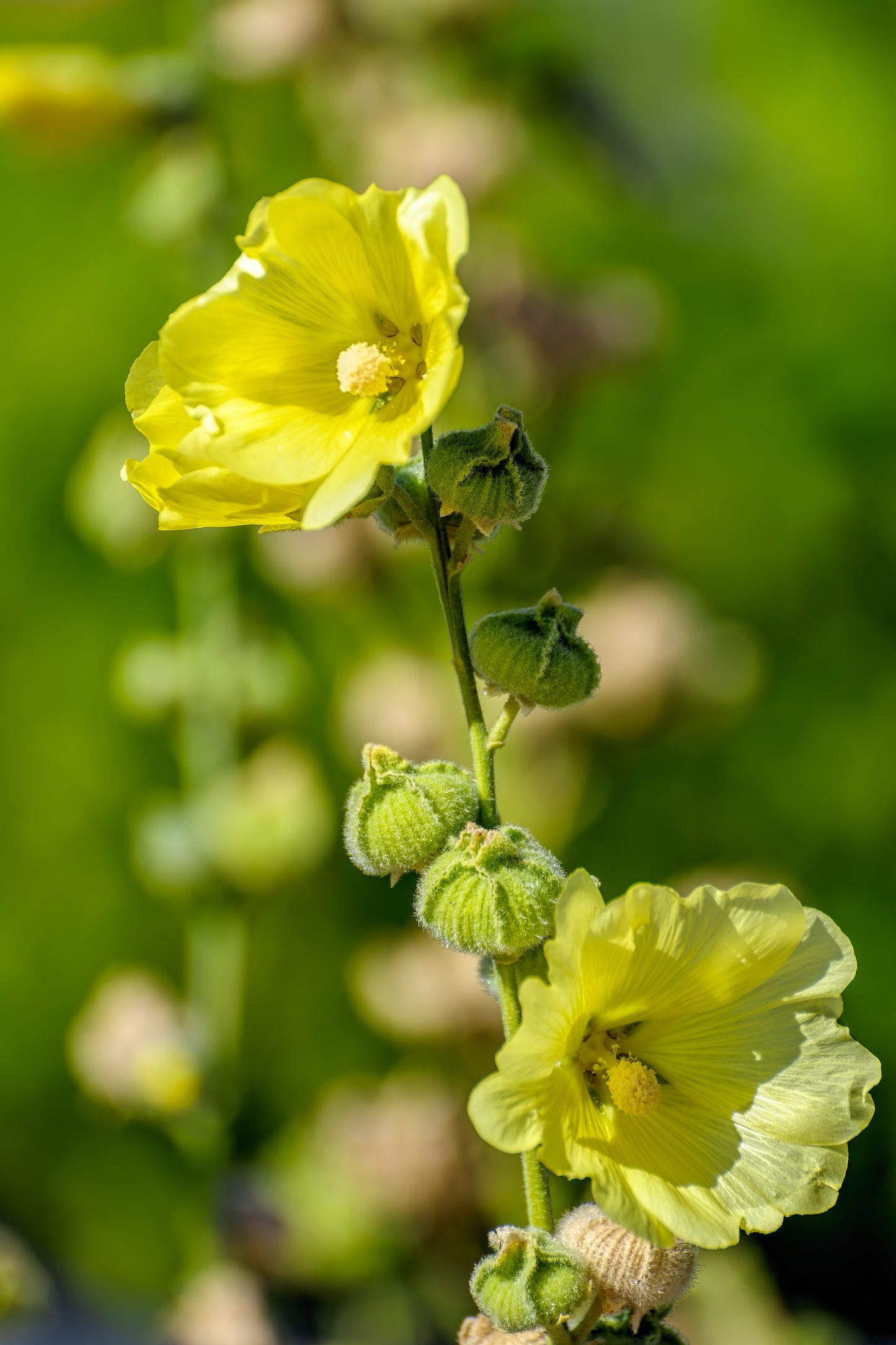 25 YELLOW HOLLYHOCK Alcea Rosea Flower Seeds Perennial