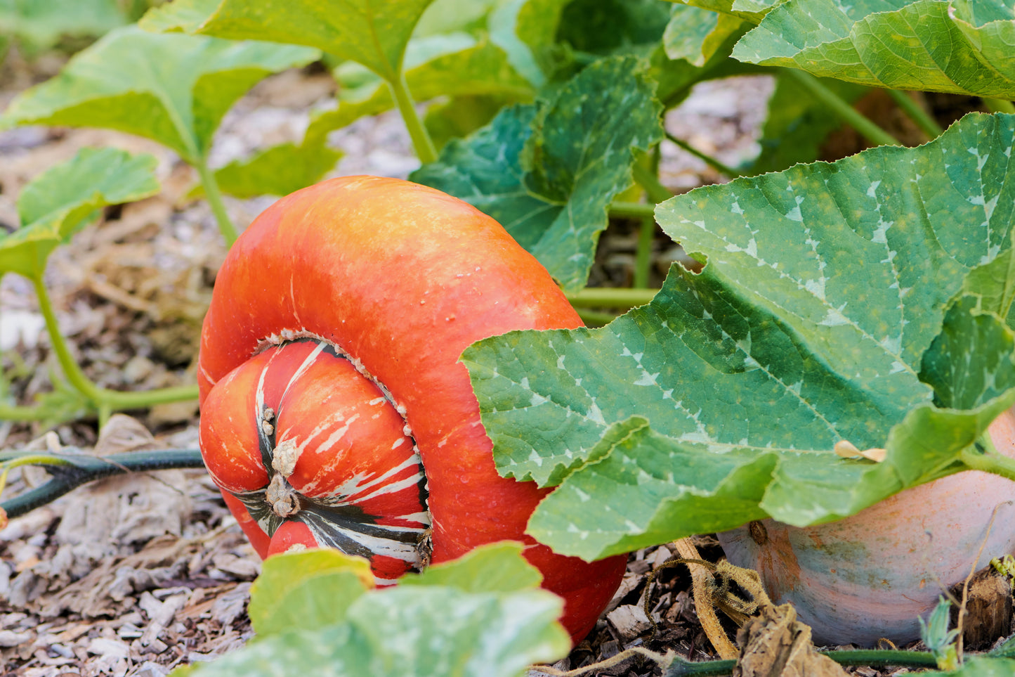 10 American TURKS TURBAN SQUASH Gourd Cucurbita Maxima Vine Seeds