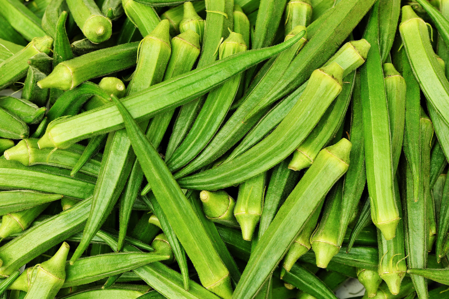 300 CLEMSON Spineless GREEN OKRA Abelmoscgus Esculentus Vegetable Seeds