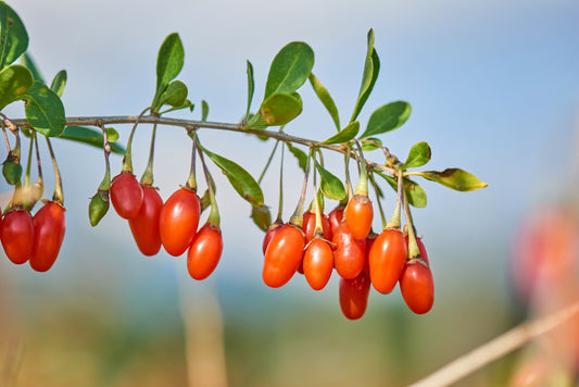 100 HIMALAYAN Tibetan GOJI BERRY Fruit Wolfberry Bush Lycium Barbarum Seeds