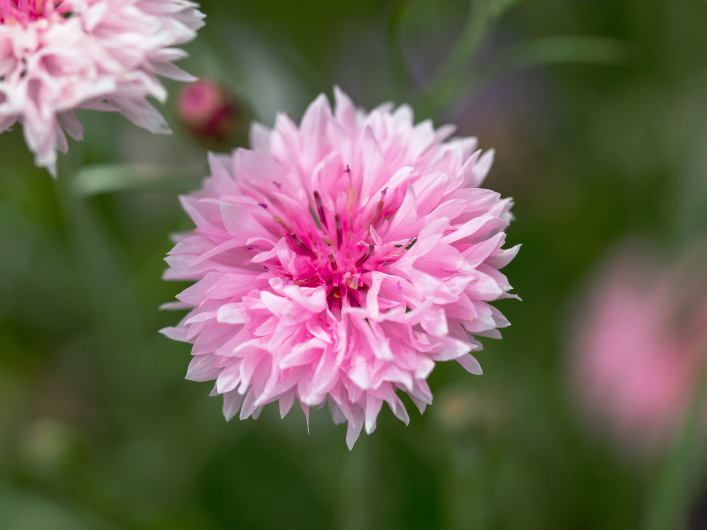 750 Pink BACHELOR'S BUTTON / CORNFLOWER Centaurea Cyanus Flower Seeds