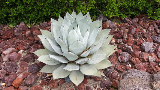 5  ARTICHOKE AGAVE Parry's Huachuca Agave Parryi Huachucensis Century Plant Succulent Cactus Seeds