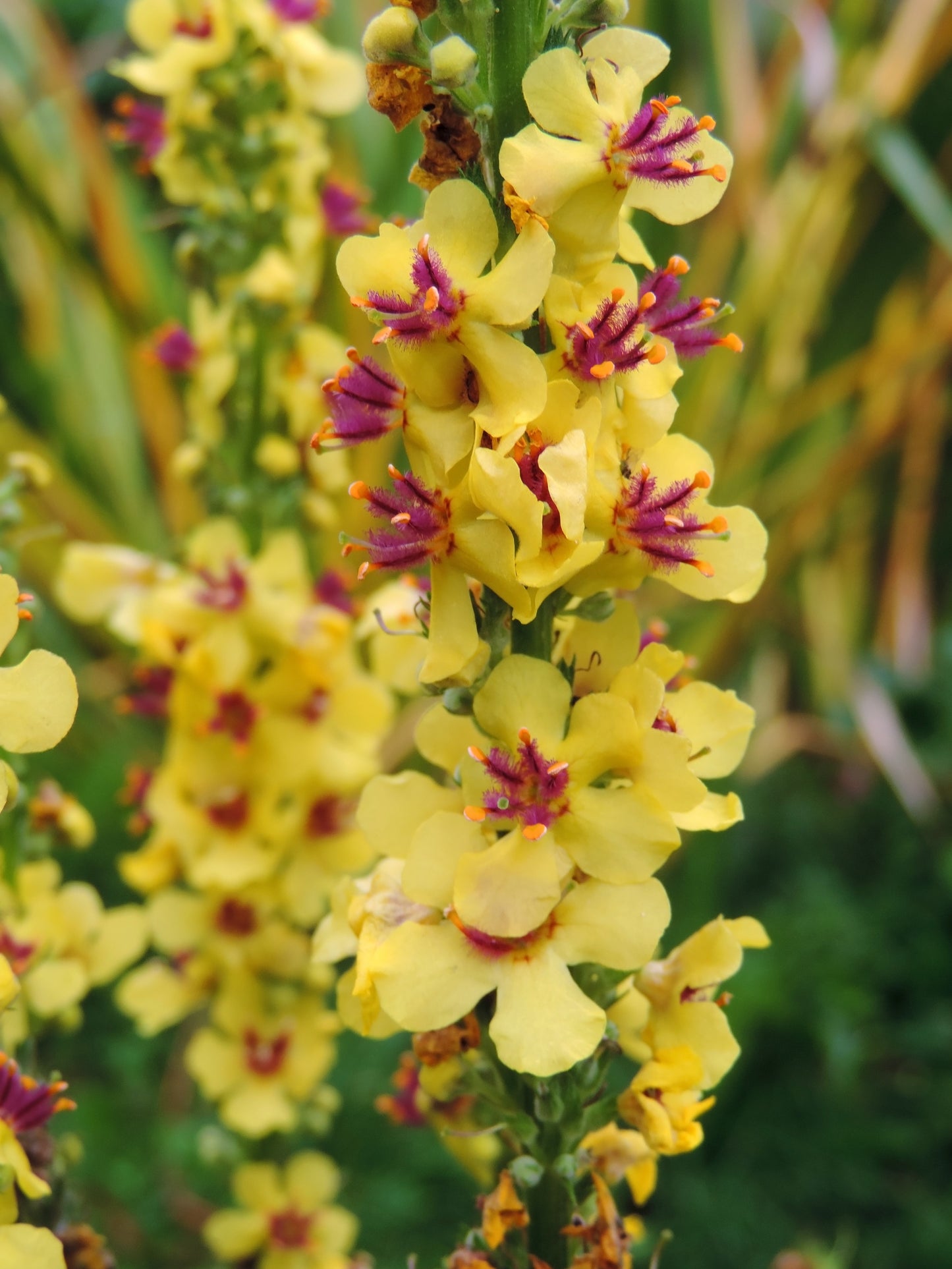 150 YELLOW VERBASCUM Thapsus Common Mullein Flower Herb Seeds