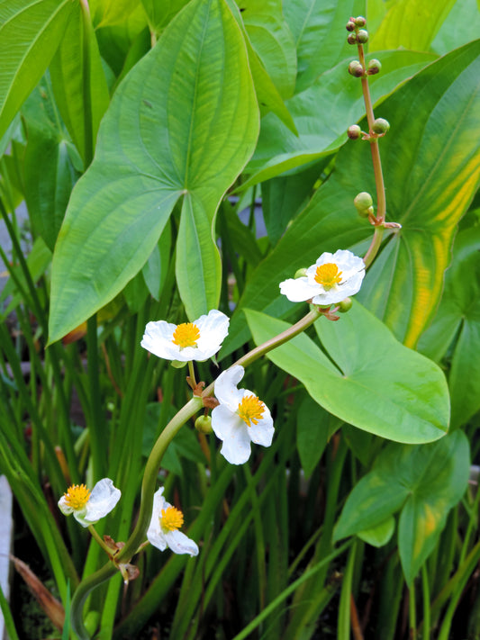 500 White Broadleaf ARROWHEAD Sagittaria Latifolia POND WETLAND Flower Seeds