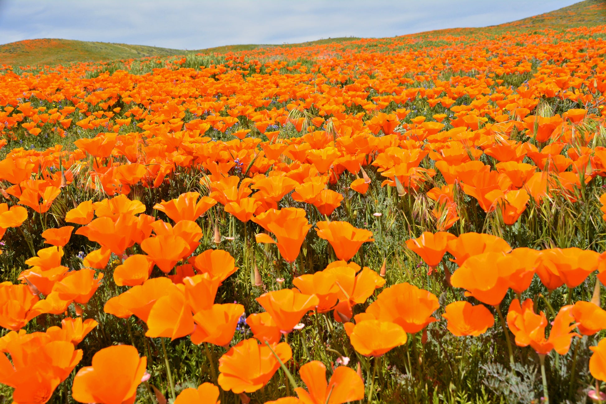 orange poppy seeds for planting 1000 ORANGE CALIFORNIA POPPY Eschscholzia Californica Flower Seeds – Seedville USA