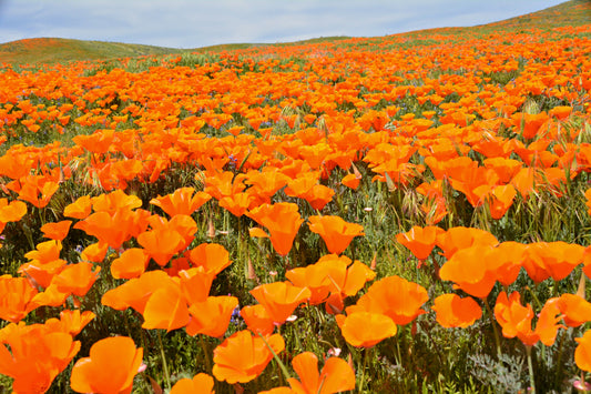 1000 ORANGE CALIFORNIA POPPY Eschscholzia Californica Flower Seeds