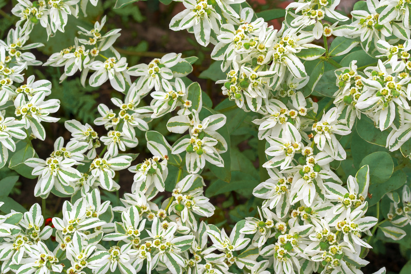 20 SNOW On THE MOUNTAIN Euphorbia Marginata Variegated Groundcover Sun or Shade Flower Seeds