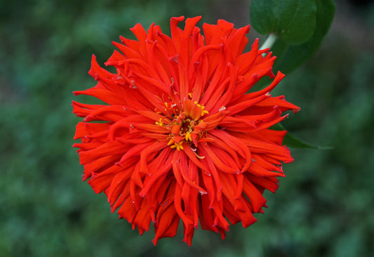 300 Burpeeana Giant Mix CACTUS FLOWERED ZINNIA Elegans Flower Seeds