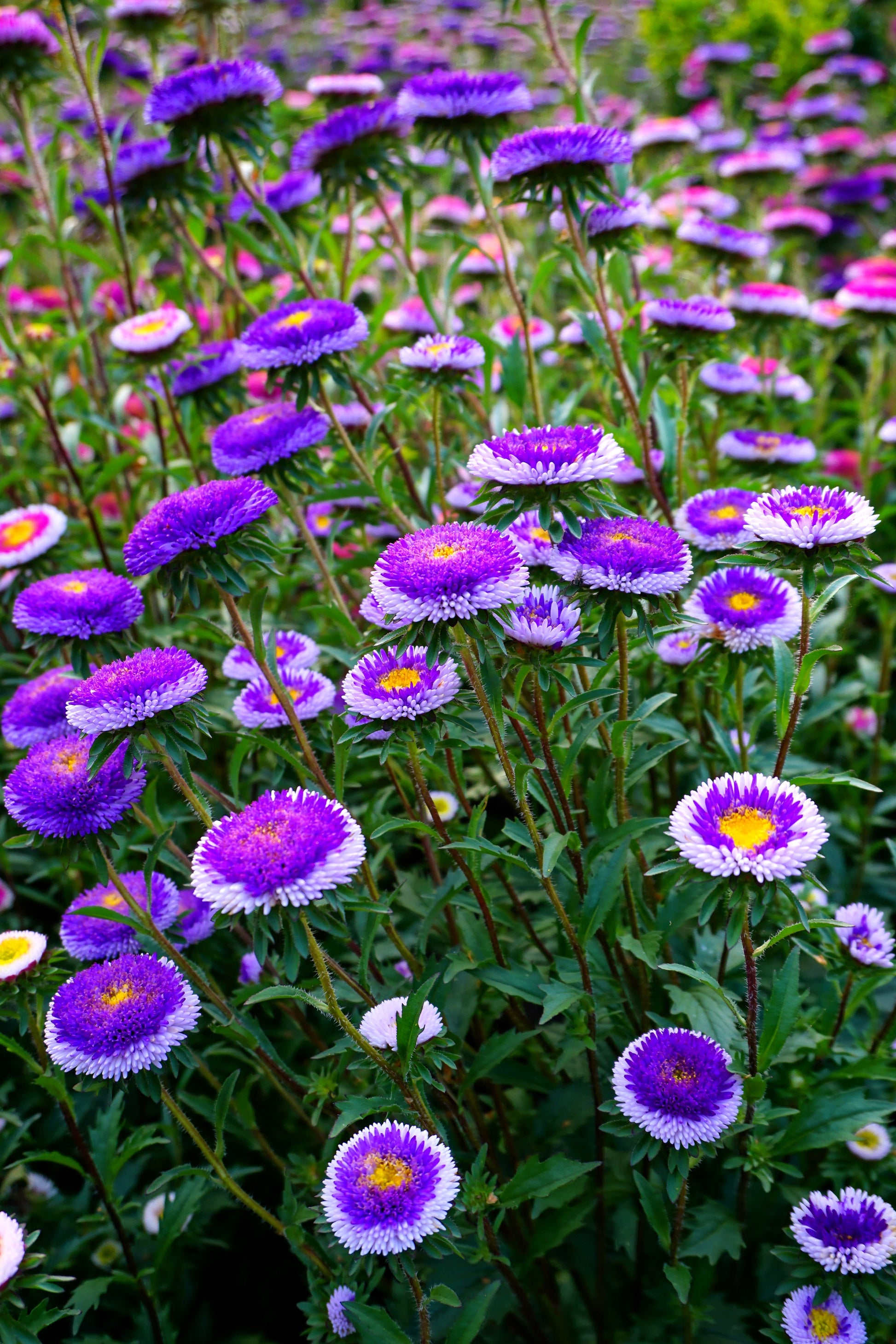 twin flower seeds 50 BLUE MOON ASTER Callistephus Pompon Double Flower Seeds